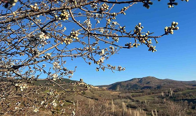 Emet'te badem ağaçları çiçek açtı