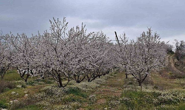 Erken çiçek açan ağaçlar don tehlikesiyle karşı karşıya