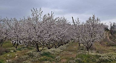 Erken çiçek açan ağaçlar don tehlikesiyle karşı karşıya