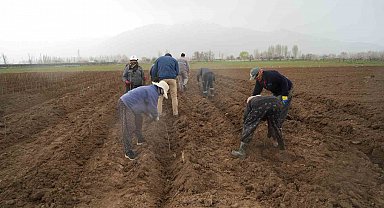 Erzincan bölgenin fidan ihtiyacını karşılıyor