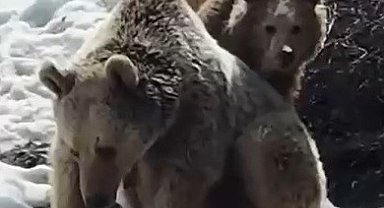 Erzincan'da ayıların kar keyfi kamerada