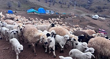 Erzincan'da baharın gelişiyle koyun-kuzu buluşmaları renkli görüntüler sundu