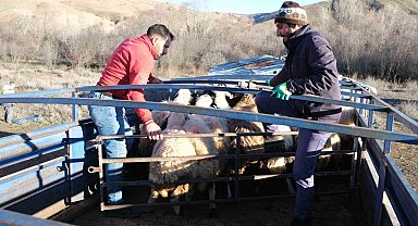 Erzincan'da besiciler 8 aylık göçe başladı