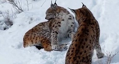 Erzincan'da iki vaşak görüntülendi