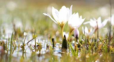 Erzincan'da kardelenler baharın müjdesini verdi