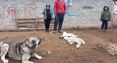 Erzincan'da kuzu telefleriyle ilgili numuneler laboratuvara gönderildi