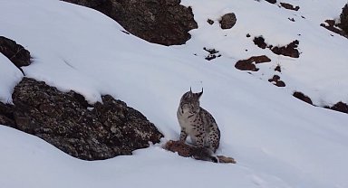 Erzincan'da "Doğadaki Kız" nesli tükenme tehlikesi altındaki vaşağı görüntüledi