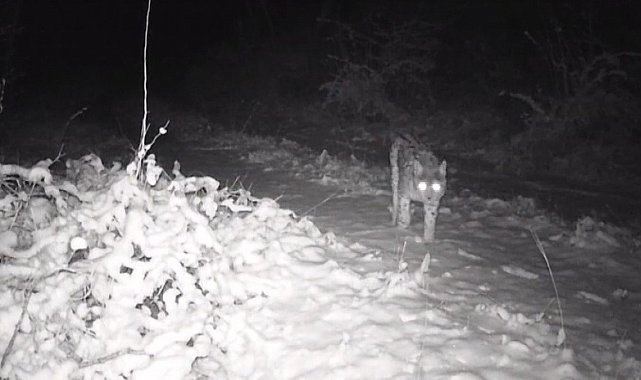 Erzincan'da yaban hayatı fotokapanla görüntüleniyor