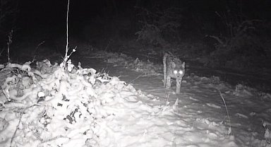 Erzincan'da yaban hayatı fotokapanla görüntüleniyor