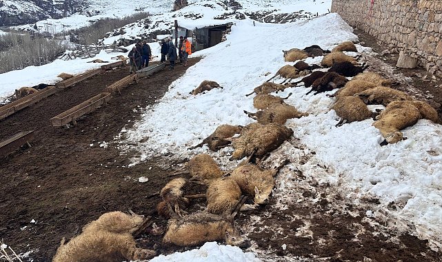 Erzincan'da yemden zehirlendikleri düşünülen 80 koyun telef oldu