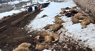 Erzincan'da yemden zehirlendikleri düşünülen 80 koyun telef oldu