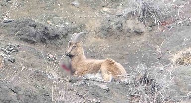 Erzurum'da kaçak avcılar yaban keçisini yaraladı