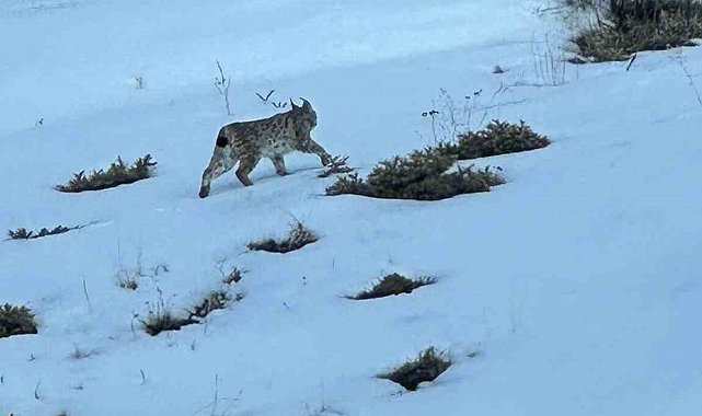 Erzurum'da karlı arazide vaşak görüntülendi