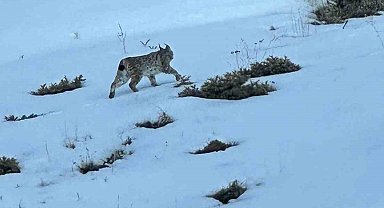 Erzurum'da karlı arazide vaşak görüntülendi