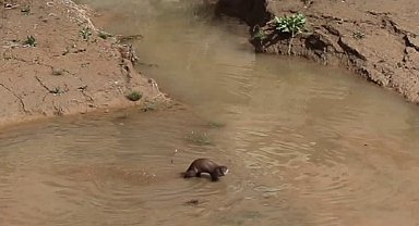 Erzurum'da nesli tehdt altındaki su samuru görüntülendi