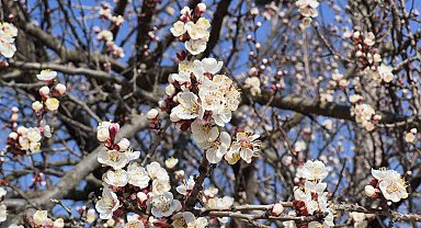 Eskişehir'de baharı müjdeleyen manzara
