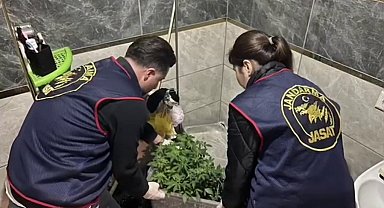 Evlerinde saksı içerisinde kenevir yetiştiren tacirlere operasyon