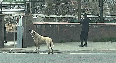 Ezanla birlikte uluyan köpek dikkat çekti