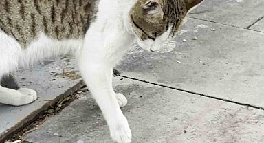 Fareden oscarlık performans: Kediden kurtuluşu ölü taklidinde aradı