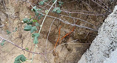 Fidan dikimi sırasında insan kafatası ve kemik parçaları bulundu