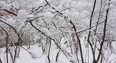 Fındıkta don endişesine bilimsel açıklama: "Şu an risk yok, fayda var"