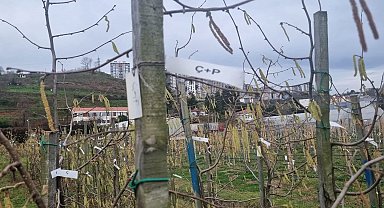 Fındıkta kozalak akarı verim kaybına yol açıyor