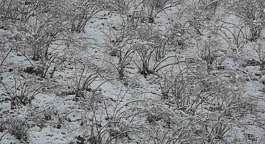 Fındıkta zirai don tehlikesi devam ediyor