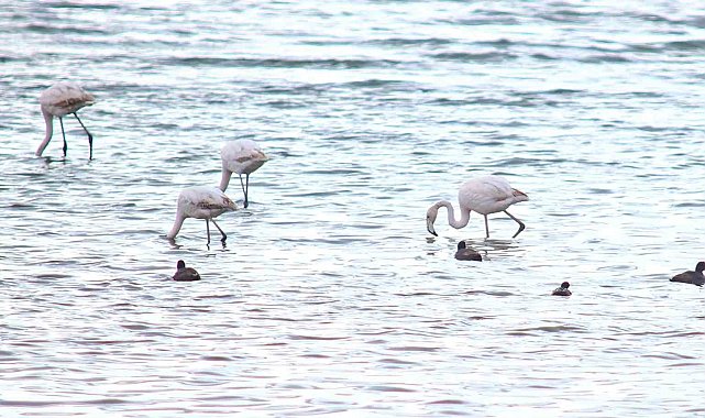 Flamingolar Van Gölü Havzası'na geri döndü