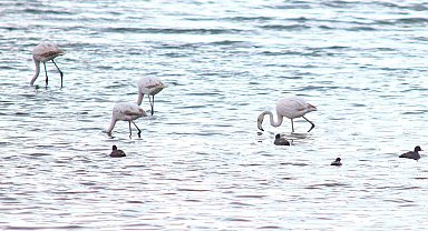 Flamingolar Van Gölü Havzası'na geri döndü