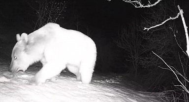 Fotokapana yansıyan yaban hayatı hareketliliği