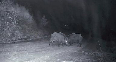 Ganos Dağları'nda domuz sürüsünün kavgası kameraya yansıdı