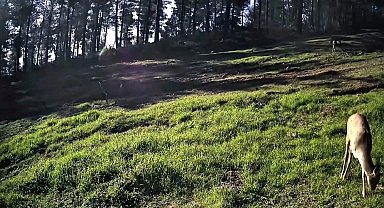 Ganos Dağları'nda karaca sürüsü fotokapana yansıdı