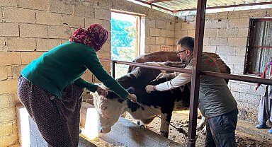 Gazipaşa'da hayvan sağlığı için sahada yoğun mesai