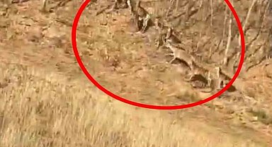 Geyik sürüsü kameraya böyle takıldı