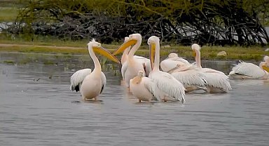 Göç eden pelikanlar Bursa'da mola verdi