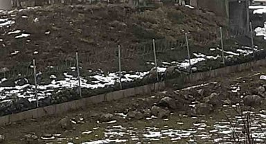 Göç yolculuğundaki leylekler Sakarya'da mola verdi