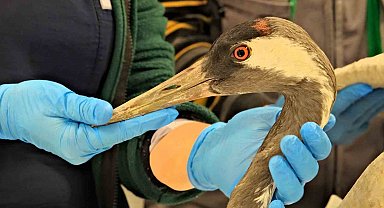 Göç yolunda yaralanan bayağı turnanın tedavisi Ormanya'da sürüyor