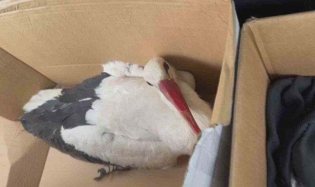 Göç yolundaki leyleklere av tüfeğiyle ateş ettiler