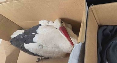 Göç yolundaki leyleklere av tüfeğiyle ateş ettiler