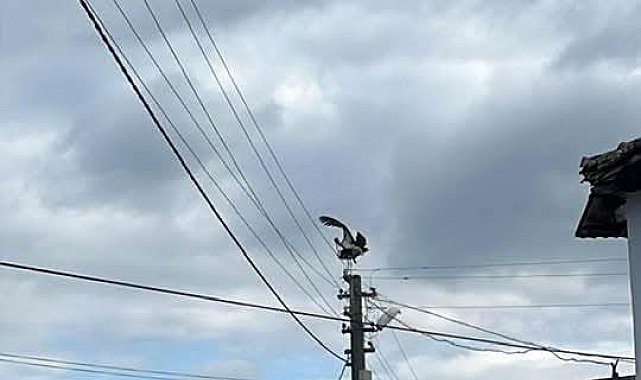 Gönen Dereköy'de leylek yapay yuvayı reddetti, eski yerine dönmek istiyor