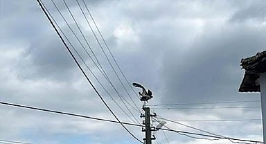 Gönen Dereköy'de leylek yapay yuvayı reddetti, eski yerine dönmek istiyor