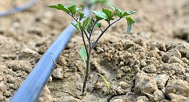 Gördes'te 73 bin domates fidesi toprakla buluşuyor