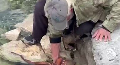Görenler gözlerine inanamadı: Kayalıktaki dev ahtapotu elleriyle avladı