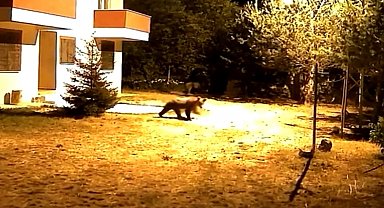 Gümüşhane'de alarm sesine aldırış etmeyen iki ayı görüntülendi