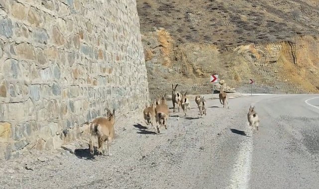 Gümüşhane'de yaban keçileri yavrularıyla birlikte görüntülendi