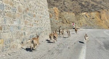 Gümüşhane'de yaban keçileri yavrularıyla birlikte görüntülendi
