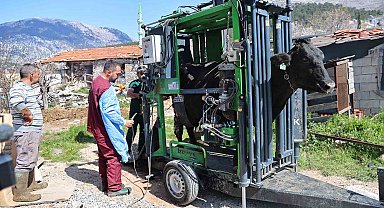 Gündoğmuşlu üreticilerin büyükbaş hayvanlarına tırnak bakım desteği