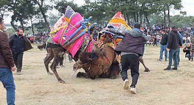 Güreşçi develer, bir yıl sonra sahalara geri döndü