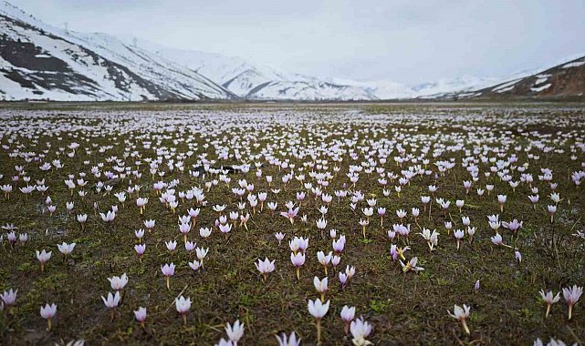Güzeldere Vadisi bahar çiğdemleriyle süslendi