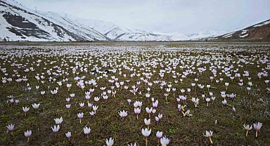 Güzeldere Vadisi bahar çiğdemleriyle süslendi